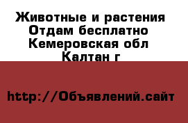 Животные и растения Отдам бесплатно. Кемеровская обл.,Калтан г.